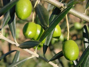 Taounate: 13.000 hectares d’oliviers seront plantés en 2021