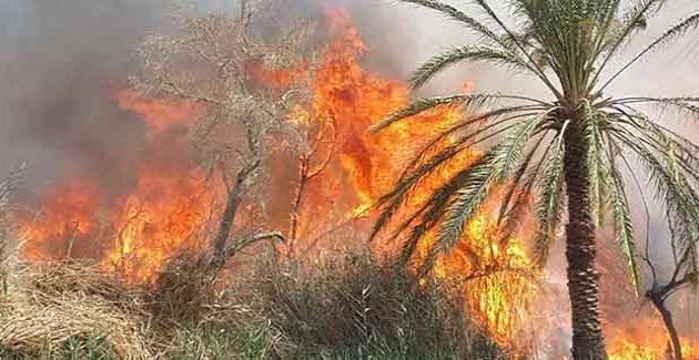 Guelmim: Plusieurs palmiers ravagés par le feu dans l’oasis de Tighmart
