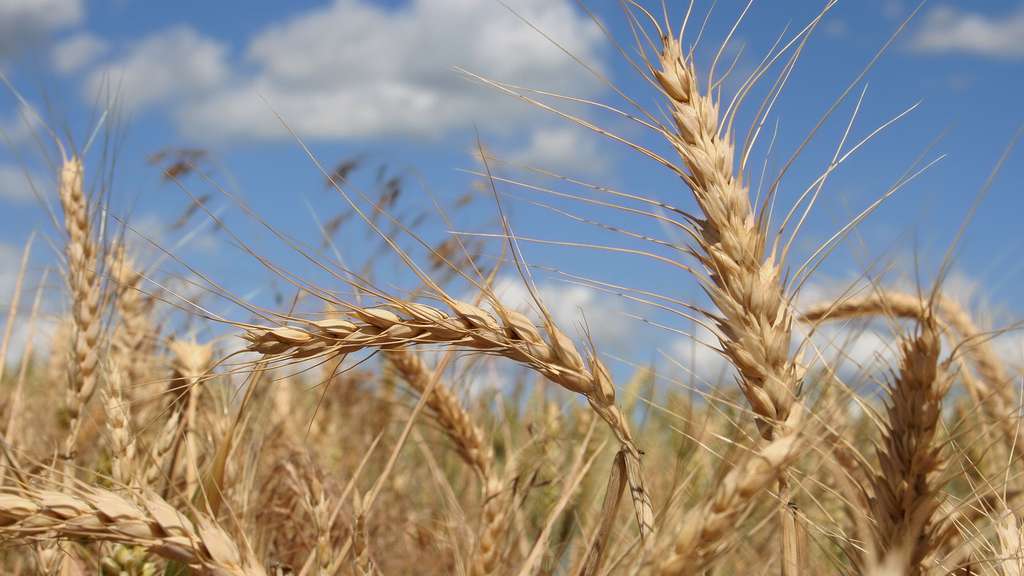 Casablanca: La qualité du blé local mise en avant par des acteurs de la filière céréalière