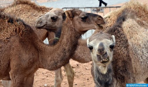 La viande cameline trace un repère de la tradition culinaire locale de Es-Smara