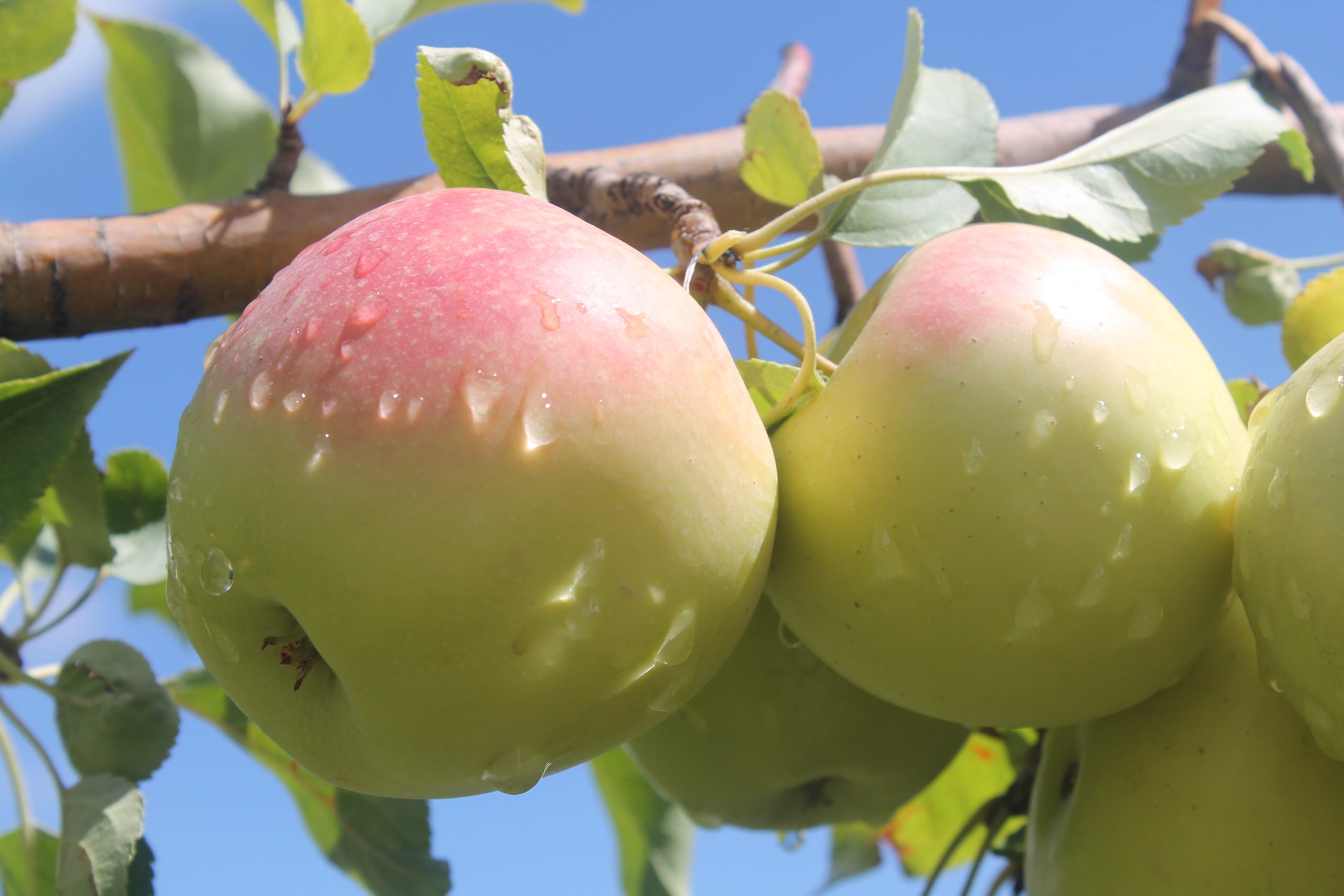 Drâa-Tafilalet contribue à près de 60% de la production nationale des pommes