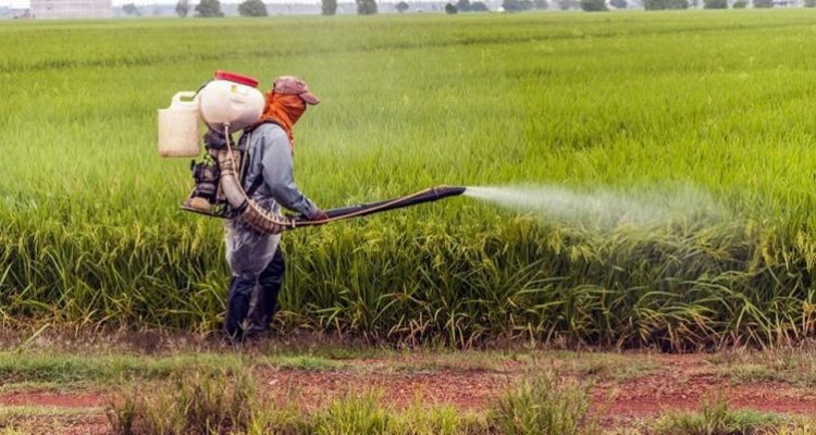 Appel à la rationalisation de l'utilisation des pesticides en cultures maraîchères