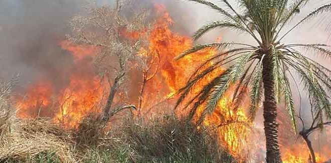 Plusieurs palmiers ravagés par le feu dans l'oasis de Tighmart