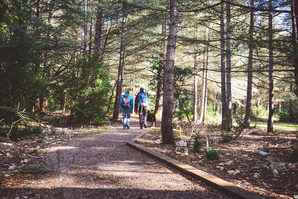 Lancement de la saison des randonnées sportives et touristiques dans la forêt des cèdres