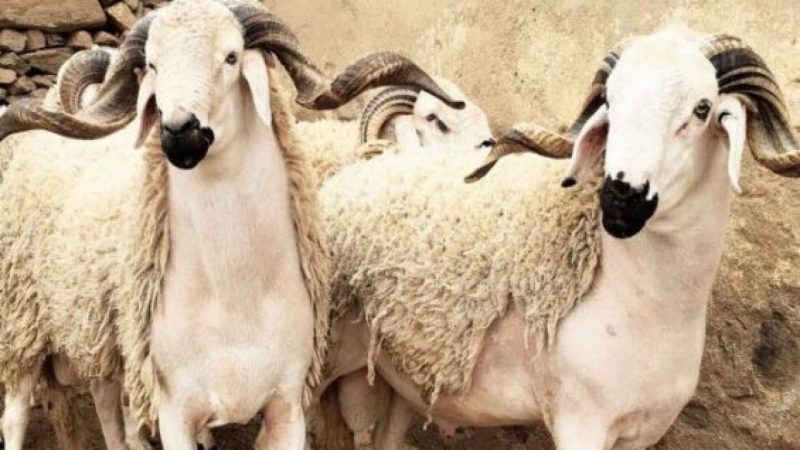 L'offre en ovins et caprins couvre largement la demande selon le ministère de l'Agriculture, de la pêche maritime, du développement rural et des eaux et forêts.