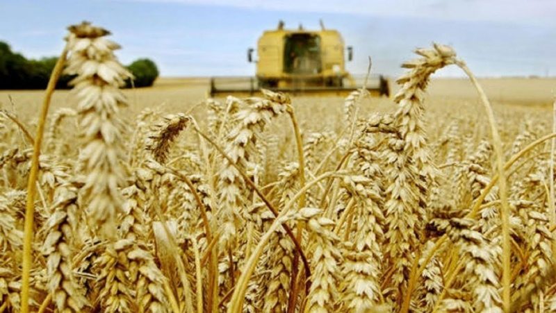 La production définitive des céréales de la campagne 2021/2022 a baissé de 67% par rapport à la campagne précédente
